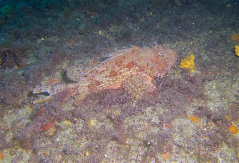 coelacanthe valence|Coelacanthe Plongee Valence .